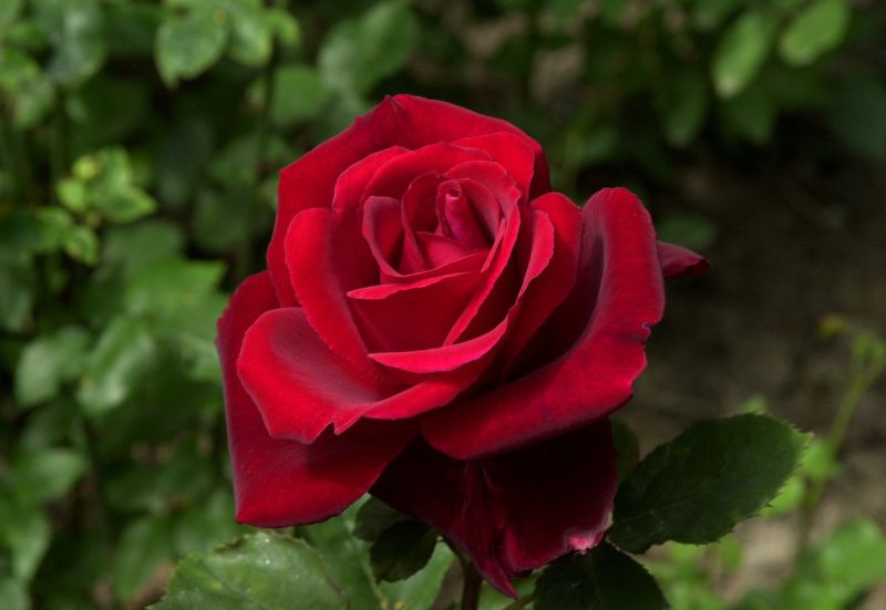 Rosa 'Graf Lennart' ® TH - Edelrose 'Graf Lennart' ®