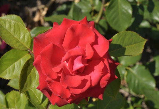 Rosa 'Grande Amore' ® TH - Edelrose 'Grande Amore' ® ADR-Rose