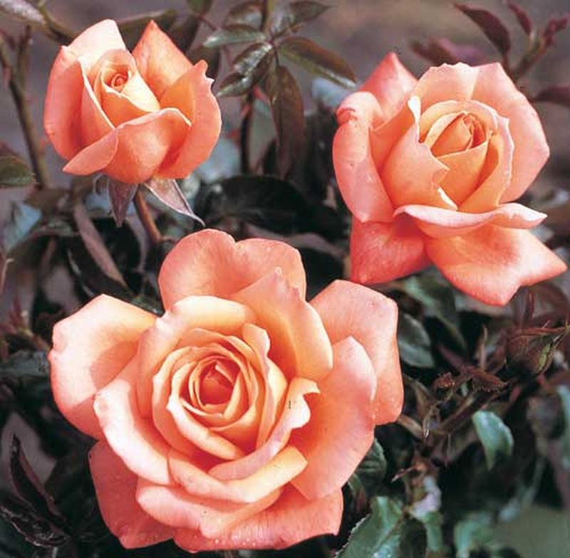 Rosa 'Hamburger Deern' ® TH - Edelrose 'Hamburger Deern' ®