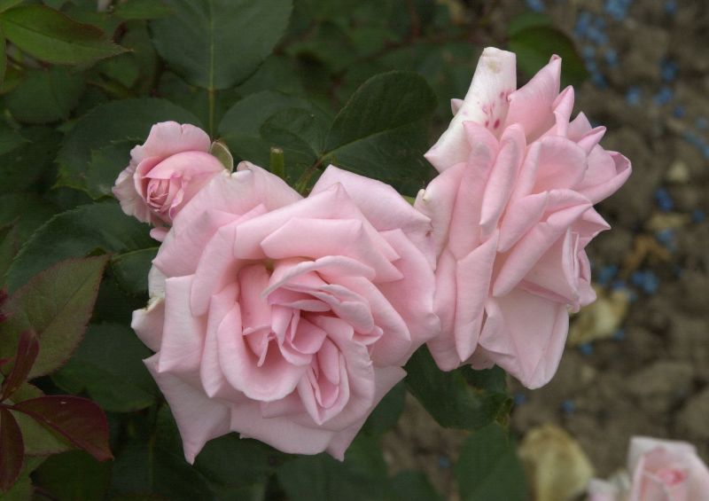 Rosa 'Inspiration' ® TH - Edelrose 'Inspiration' ® ADR-Rose