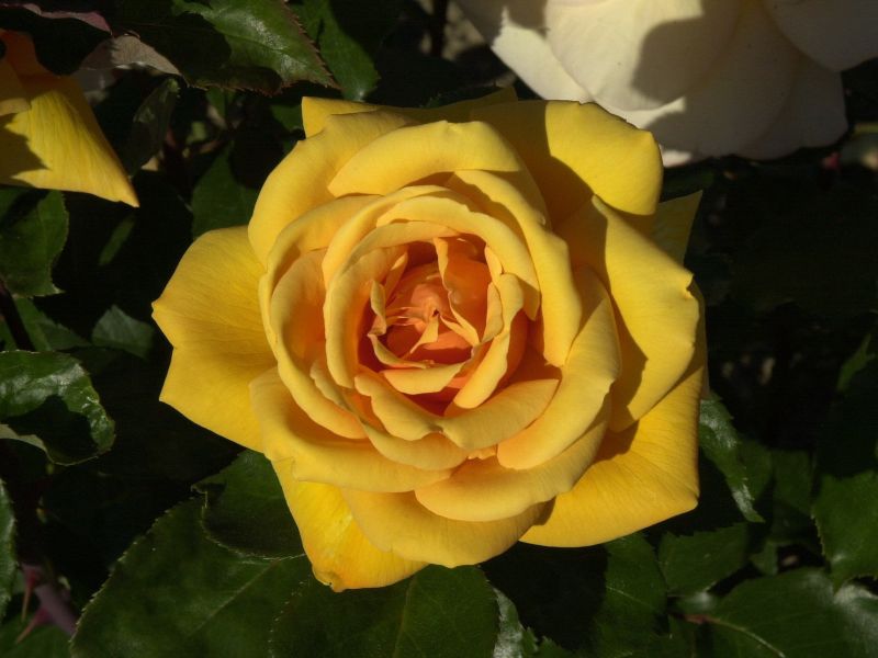 Rosa 'Kupferkönigin' ® TH - Edelrose 'Kupferkönigin' ®