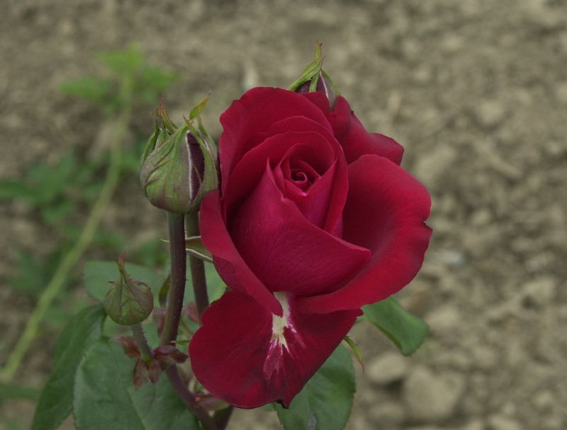 Rosa 'Liebeszauber' ® TH - Edelrose 'Liebeszauber' ®