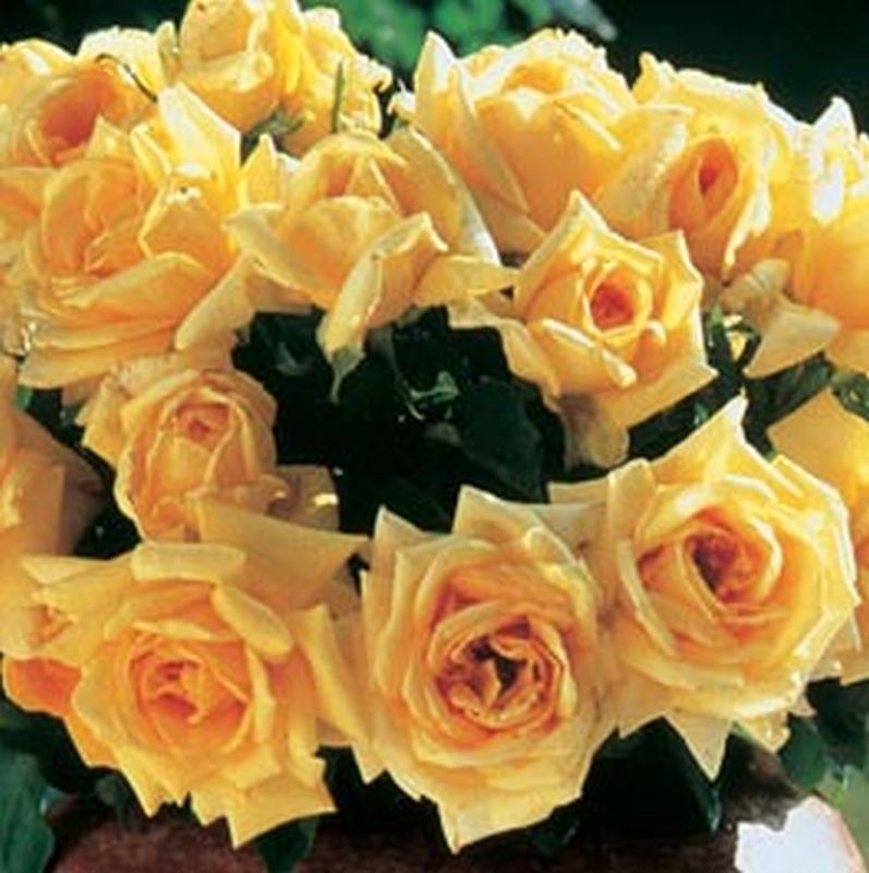 Rosa 'Marco Polo' ® TH - Edelrose 'Marco Polo' ®