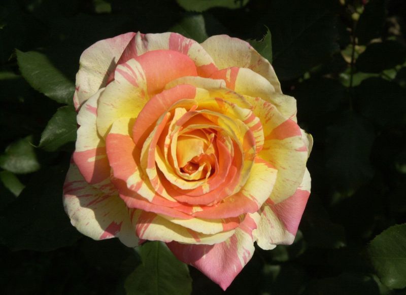 Rosa 'Marvelle' ® TH - Edelrose 'Marvelle' ®