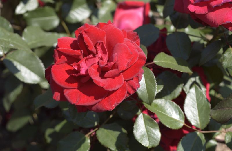 Rosa 'Miss Schweiz' ® TH - Edelrose 'Miss Schweiz' ®