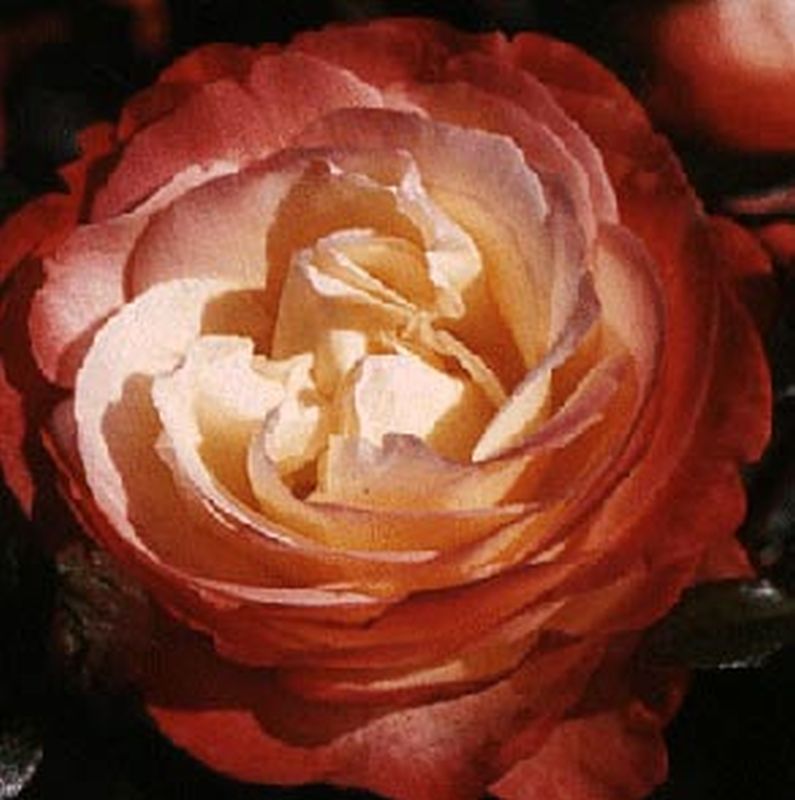 Rosa 'Nostalgie' ® TH - Edelrose 'Nostalgie' ®