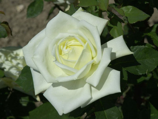 Rosa 'Polarstern' ® TH - Edelrose 'Polarstern' ®