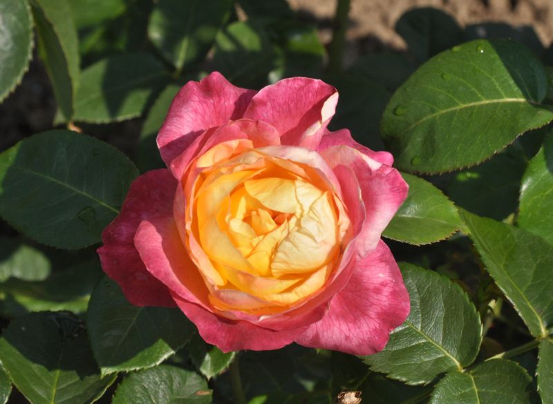 Rosa 'Pullman Orient Express' ® TH - Edelrose 'Pullman Orient Express' ®