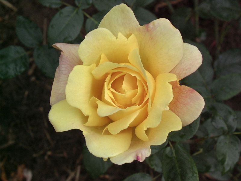 Rosa 'Sutter's Gold' TH - Edelrose 'Sutter's Gold'