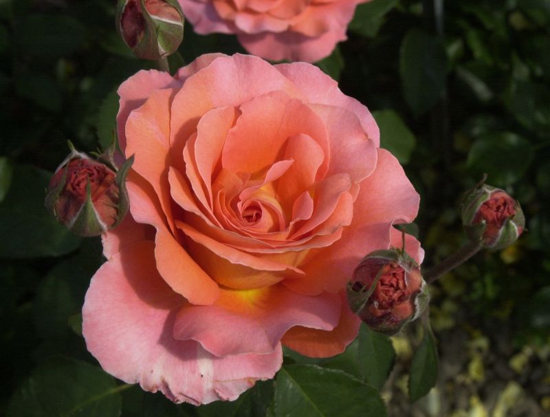 Rosa 'Tea Time' ® TH - Edelrose 'Tea Time' ®
