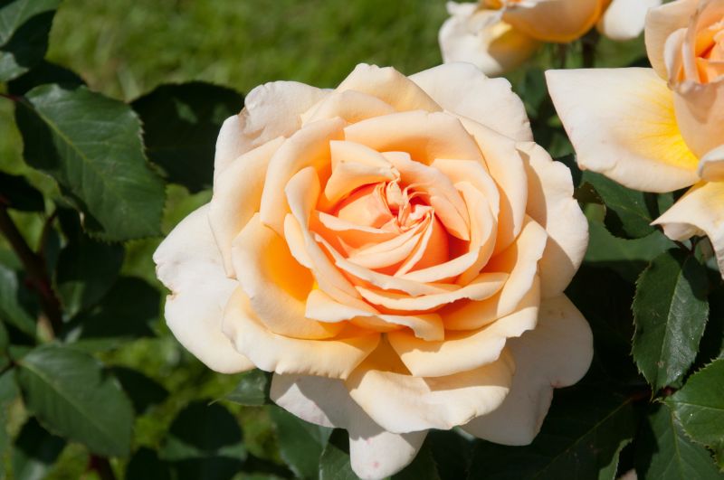 Rosa 'Valencia' ® TH - Edelrose 'Valencia' ®