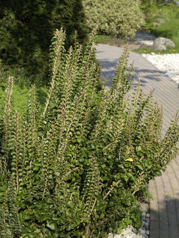 Hedera helix 'Erecta' - Efeu 'Erecta'