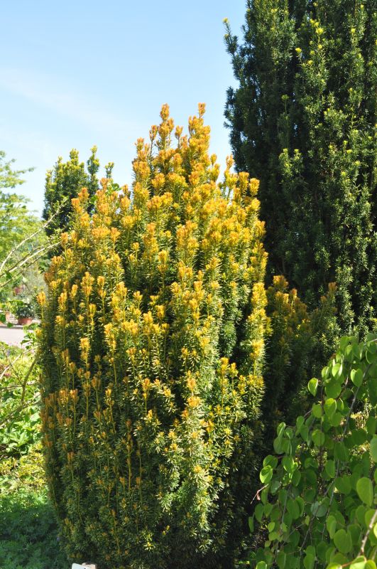Taxus baccata 'Germer's Gold' - Eibe 'Germer's Gold'