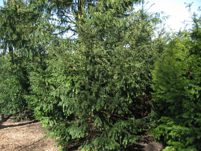 Taxus baccata 'Nissens Präsident' - Eibe 'Nissens Präsident'