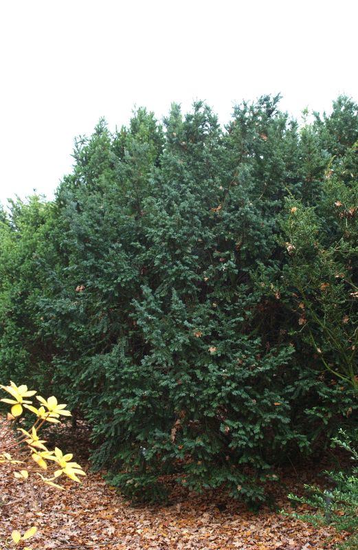 Taxus baccata 'Schwarzgrün' - Eibe 'Schwarzgrün'