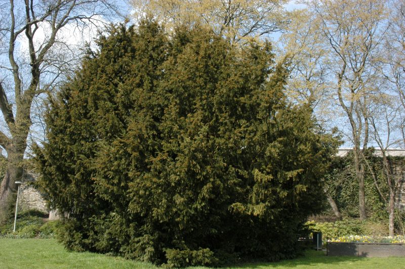 Taxus baccata - Eiben-Kugel / Kugeleibe