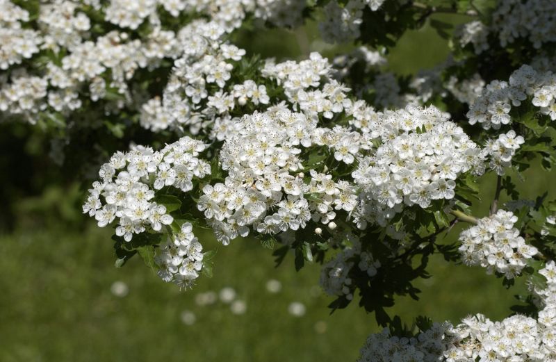 Crataegus monogyna VgU - Eingriffliger Weißdorn VgU