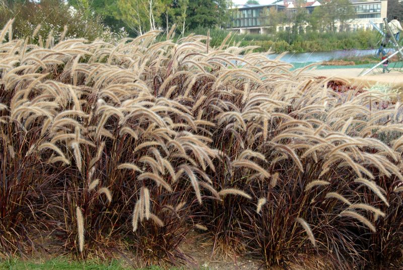 Pennisetum setaceum 'Rubrum' - Einjähriges Garten-Federborstengras