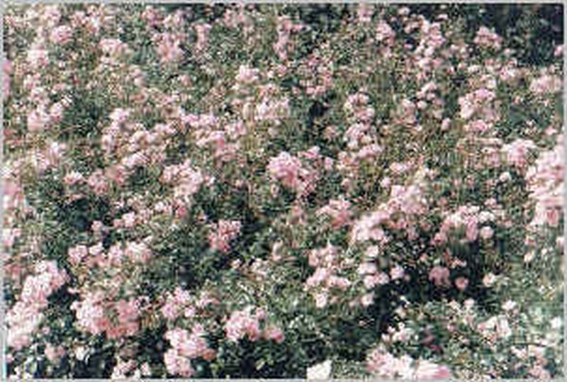 Rosa 'The Fairy' BDR - Englische Bodendeckende Rose 'The Fairy'
