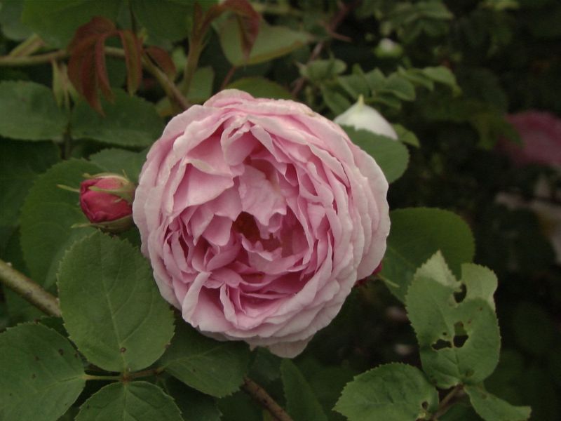 Rosa 'Constance Spry' STR - Englische Strauchrose 'Constance Spry'