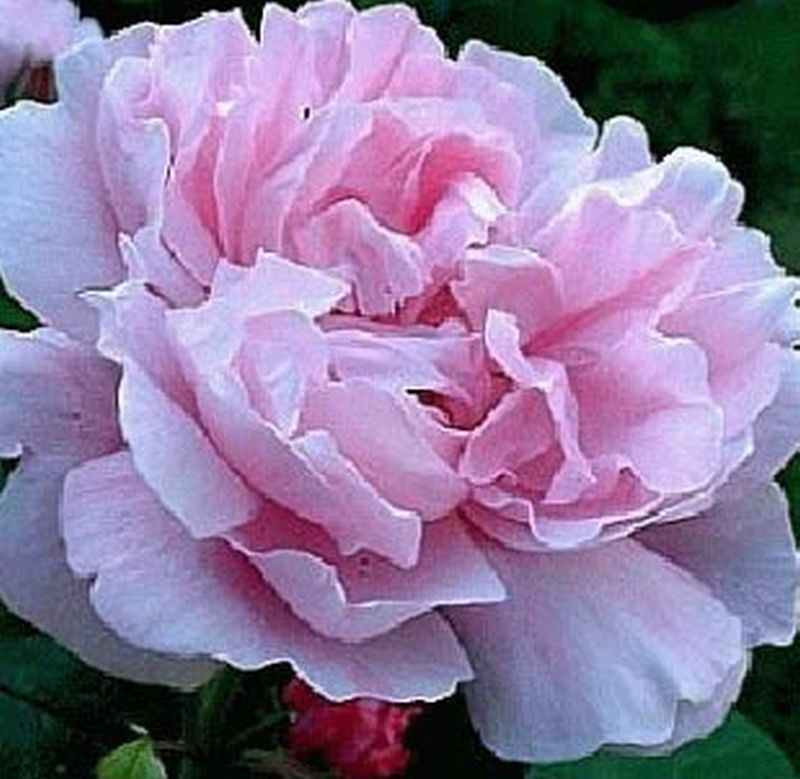 Rosa 'Gertrude Jekyll' ® STR - Englische Strauchrose 'Gertrude Jekyll' ®