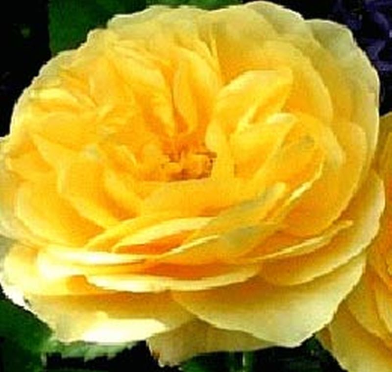 Rosa 'Graham Thomas' ® STR - Englische Strauchrose 'Graham Thomas' ®