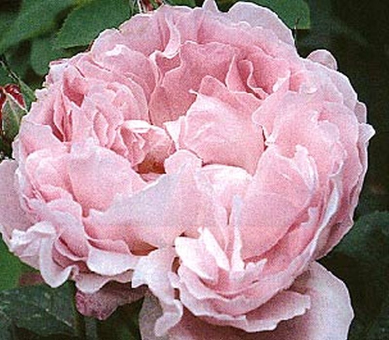 Rosa 'Mary Rose' ® STR - Englische Strauchrose 'Mary Rose' ®