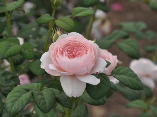 Rosa 'Queen of Sweden' ® STR - Englische Strauchrose 'Queen of Sweden' ®