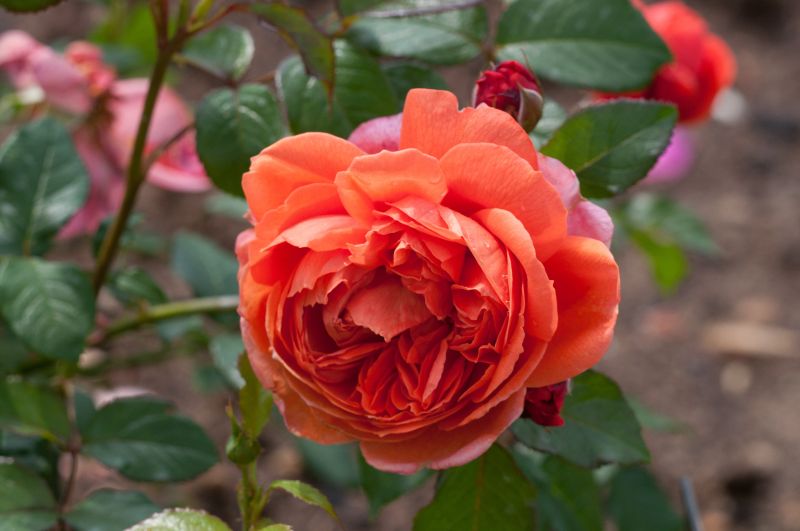 Rosa 'Summer Song' ® STR - Englische Strauchrose 'Summer Song' ®