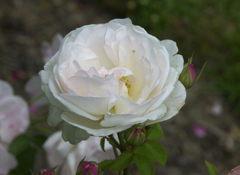 Rosa 'Wife of Bath' STR - Englische Strauchrose 'Wife of Bath'
