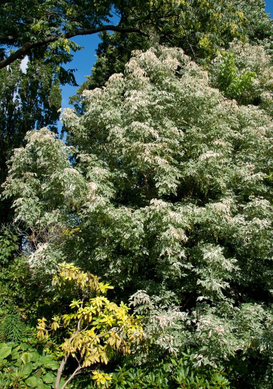 Acer negundo 'Flamingo' - Eschenahorn 'Flamingo'