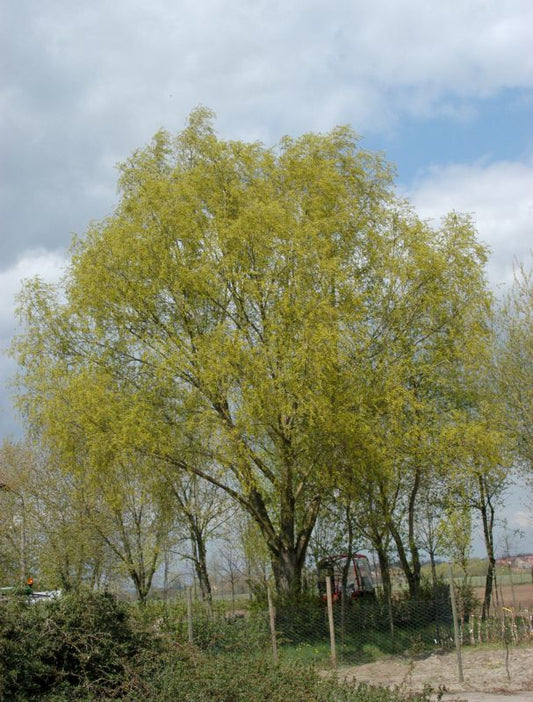 Acer negundo - Eschenahorn
