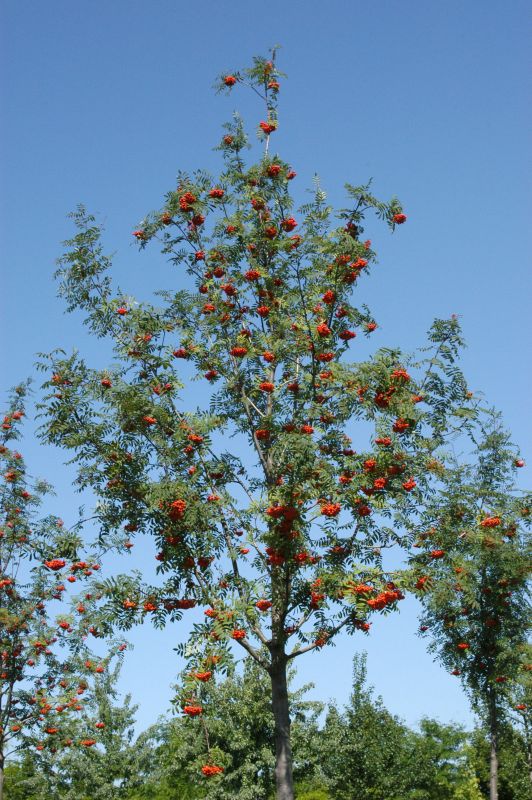 Sorbus aucuparia 'Edulis' - Eßbare Eberesche