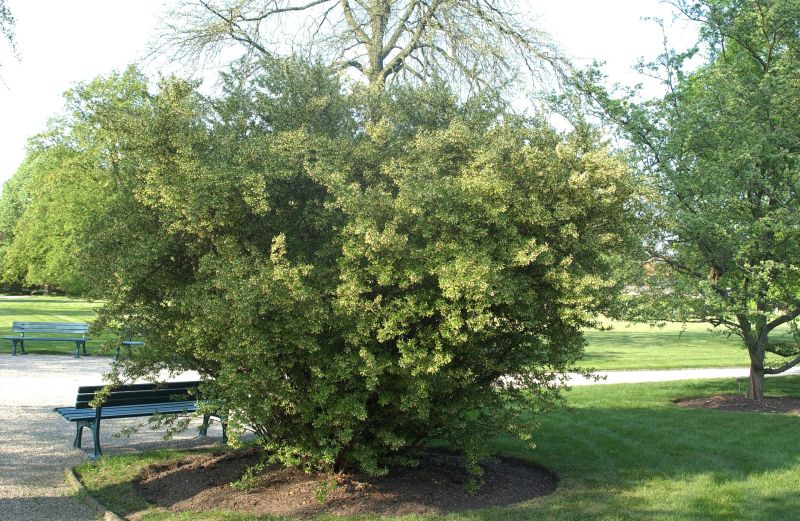 Elaeagnus multiflora - Essbare Ölweide