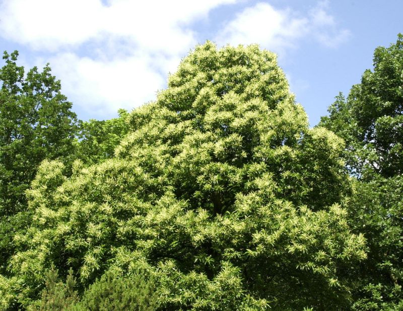 Castanea sativa in Sorten - Esskastanie in Sorten