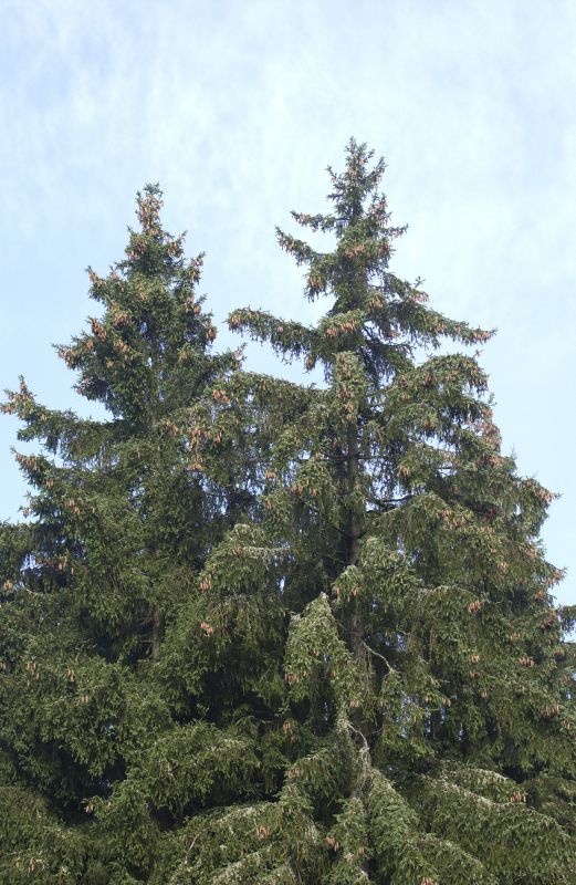 Picea abies VgU - Europäische Fichte VgU