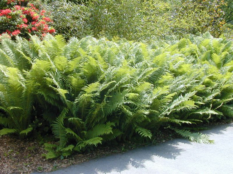 Matteuccia struthiopteris - Europäischer Straußenfarn
