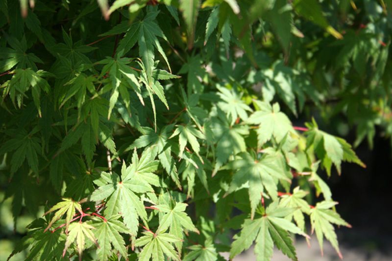 Acer palmatum - Fächerahorn
