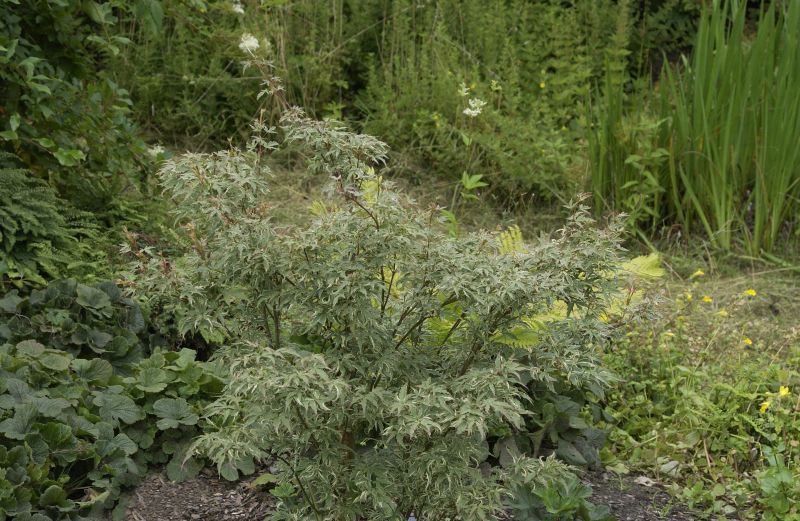 Acer palmatum 'Butterfly' - Fächerahorn 'Butterfly'