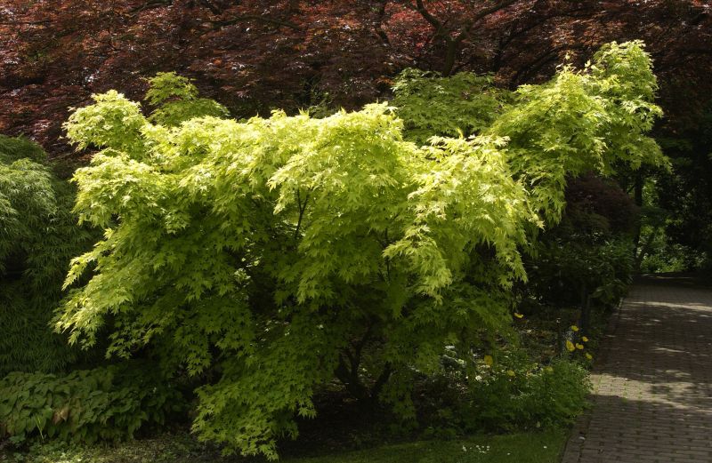 Acer palmatum 'Orange Dream' - Fächerahorn 'Orange Dream'