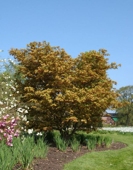 Acer palmatum 'Osakazuki' - Fächerahorn 'Osakazuki'