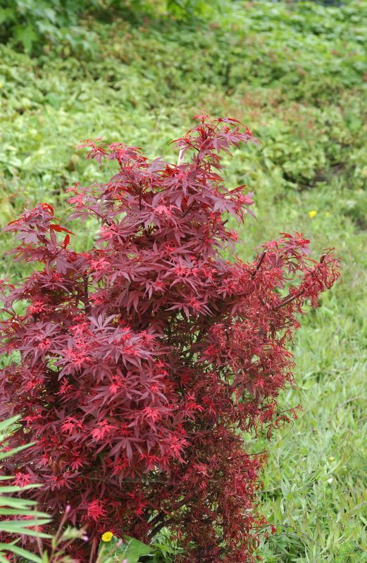 Acer palmatum 'Shaina' - Fächerahorn 'Shaina'