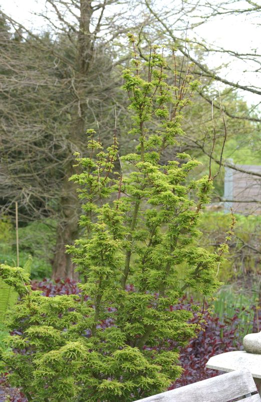 Acer palmatum 'Shishigashira' - Fächerahorn 'Shishigashira'