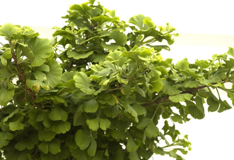 Ginkgo biloba 'Mariken' - Fächerblattbaum 'Mariken'