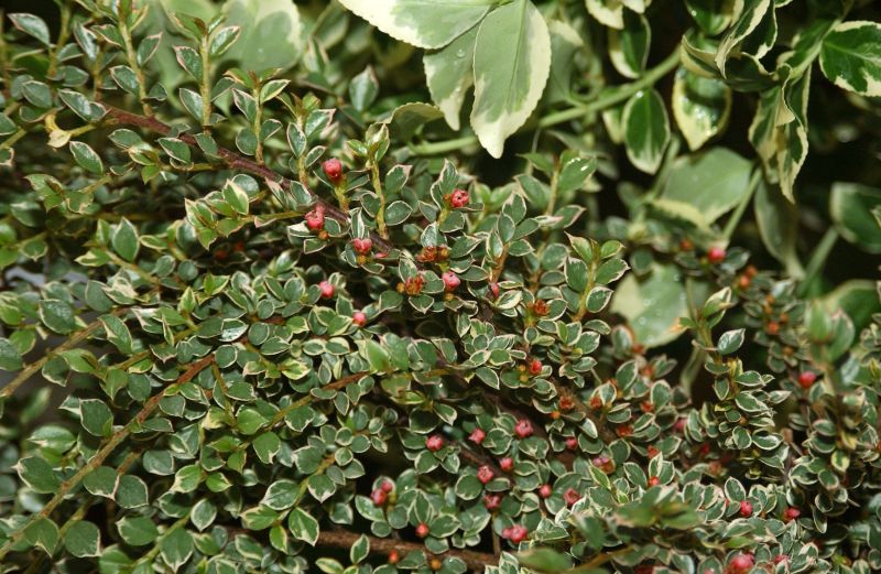 Cotoneaster horizontalis 'Variegatus' - Fächermispel 'Variegatus'
