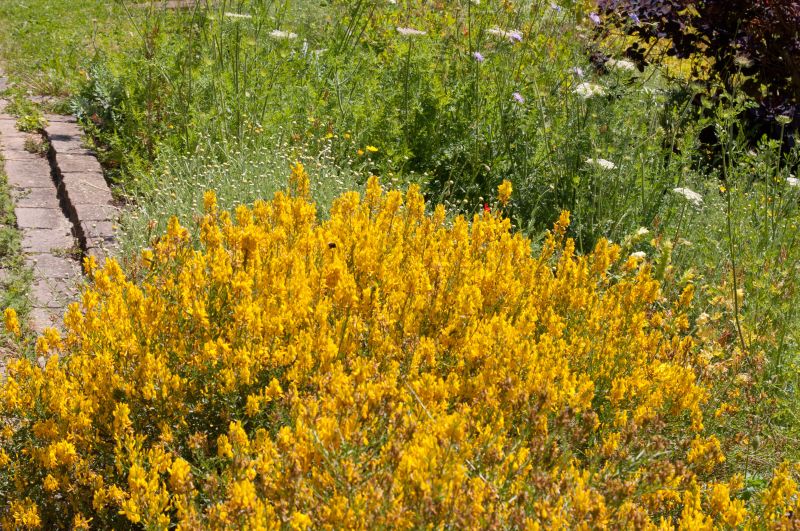 Genista tinctoria 'Royal Gold' - Färberginster 'Royal Gold'