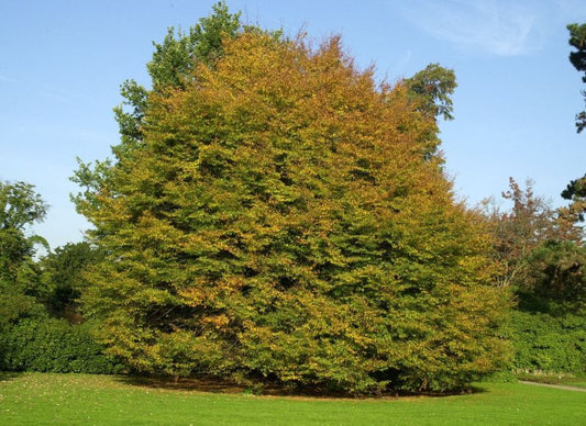 Fagus sylvatica 'Asplenifolia' - Farnblättrige Rotbuche