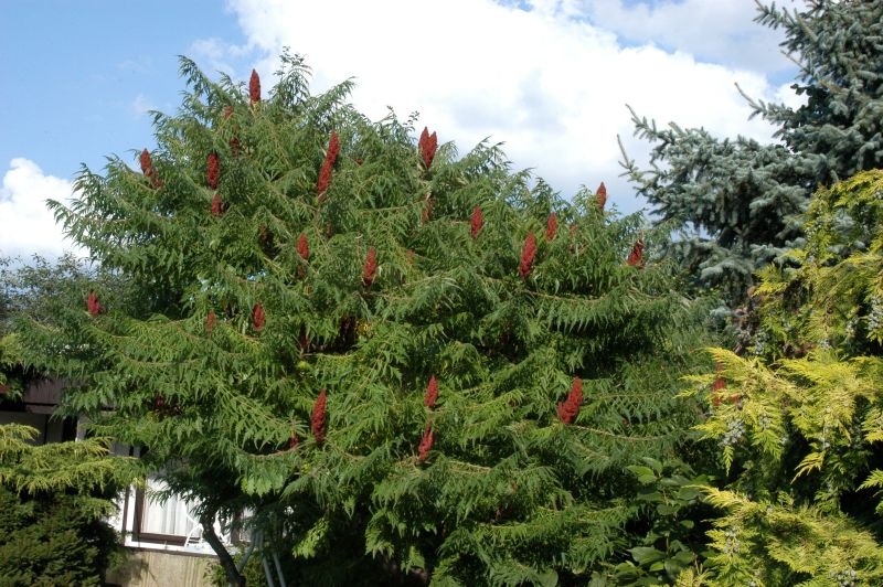 Rhus typhina 'Dissecta' - Farnwedel-Essigbaum
