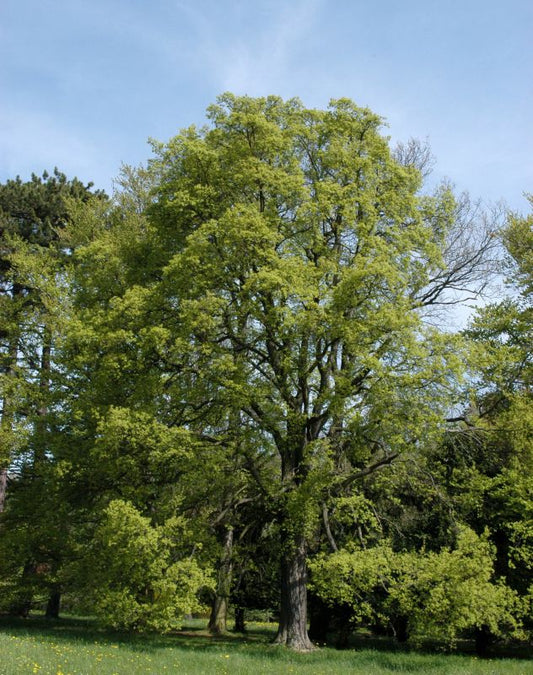 Acer campestre - Feldahorn Baum