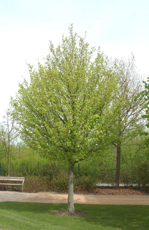Acer campestre 'Elsrijk' - Feldahorn 'Elsrijk'